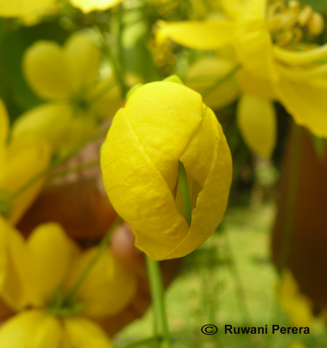 Cassia fistula L.